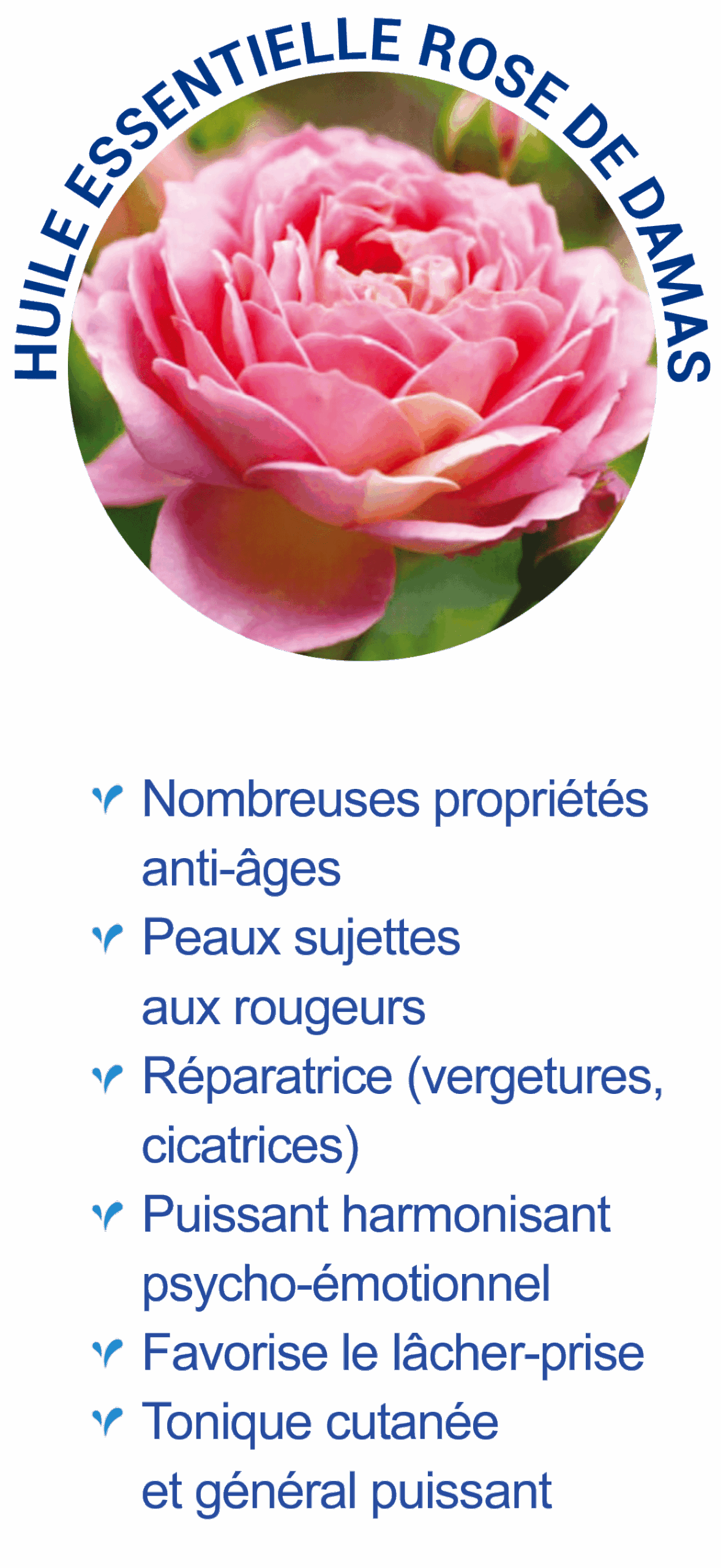 rose de damas